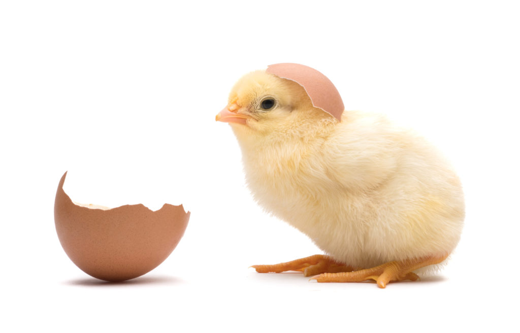 有精卵と無精卵の違いは？栄養・味・見分け方を養鶏場が解説!どちらがおすすめかも紹介します